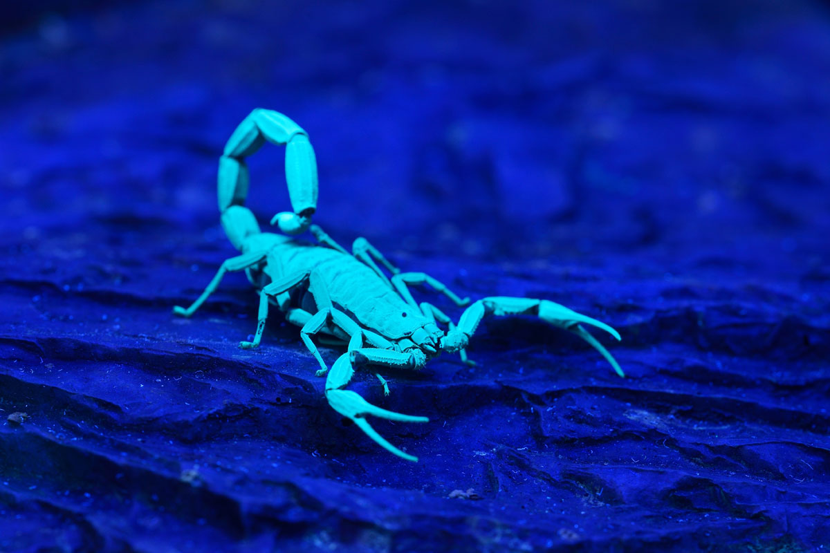 blue scorpion new