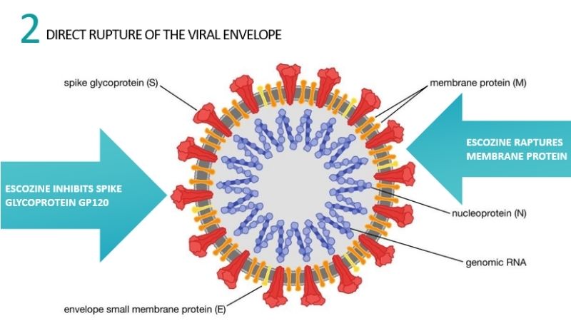 direct rupture of the viral envelope antiviral medolife